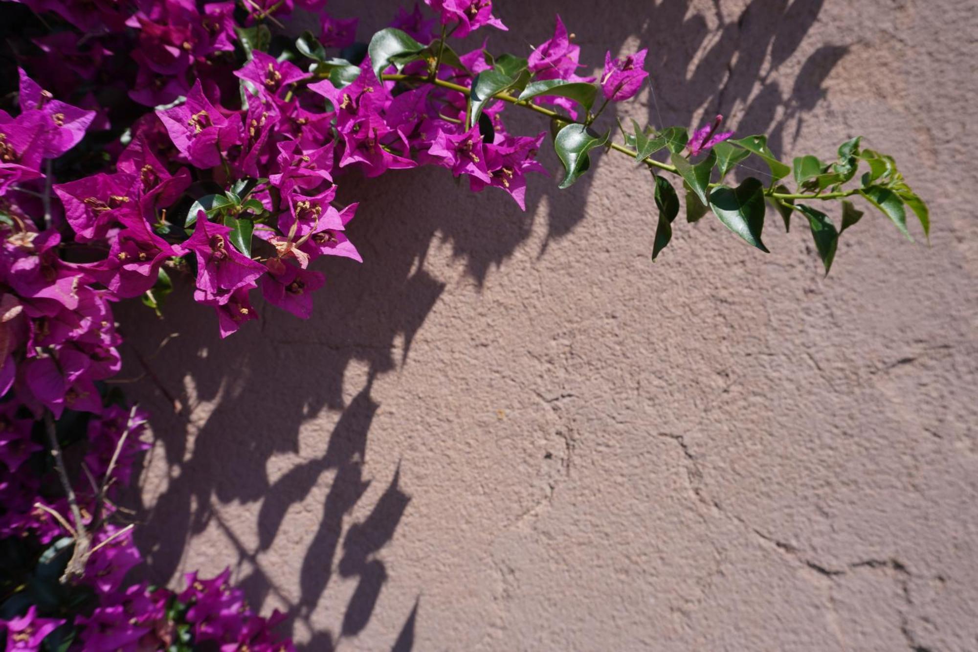 Agriturismo Podere Santa Virginia อัลบิเนีย ภายนอก รูปภาพ